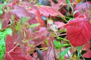 001 HET HERFST GENOEGEN !