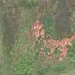 Saarburg 2012 049