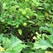 AM_Vrijbroek 001 (51)