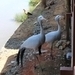 Blue Crane