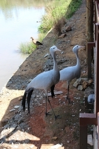 Blue Crane