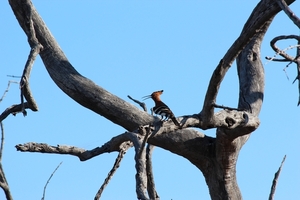 Kruger Park