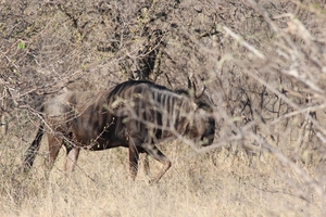 Kruger Park Gnoe