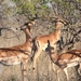 Kruger Park Impala