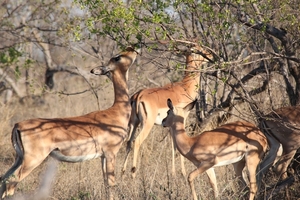 Kruger Park Impala