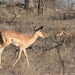 Kruger Park Impala
