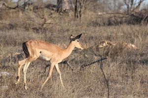 Kruger Park Impala