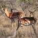 Kruger Park Impala