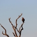 Kruger Park Roofvogel