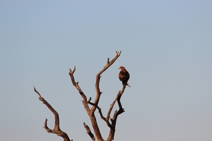 Kruger Park Roofvogel