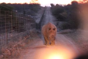 Kruger Park Neushoorn