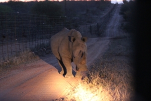 Kruger Park Neushoorn