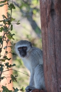 Kruger Park Baviaan