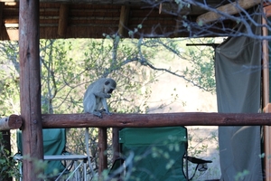 Kruger Park Baviaan