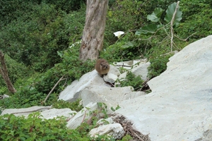 Tsitsikamma Nationaal Park