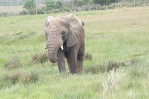 Garden Route Game Lodge