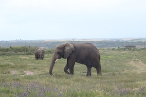 Garden Route Game Lodge