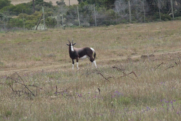 Garden Route Game Lodge