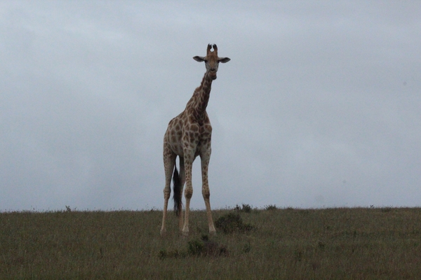 Garden Route Game Lodge