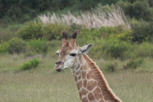 Garden Route Game Lodge