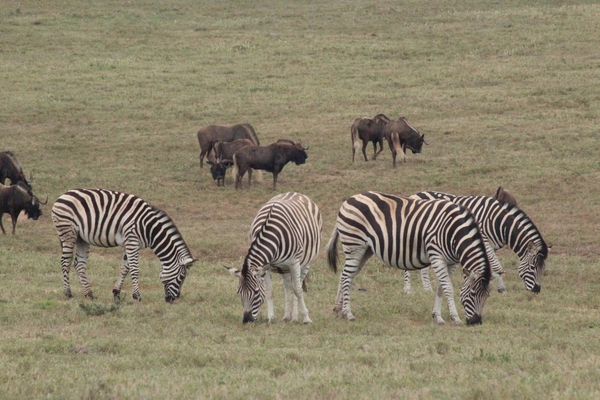 Garden Route Game Lodge