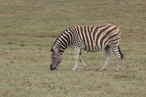 Garden Route Game Lodge