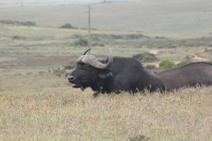 Garden Route Game Lodge