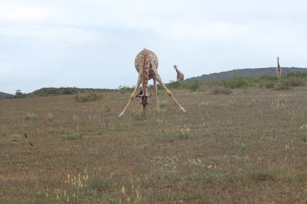 Garden Route Game Lodge