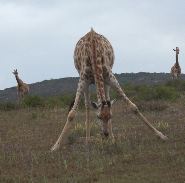 Garden Route Game Lodge