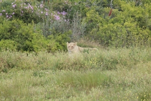 Garden Route Game Lodge