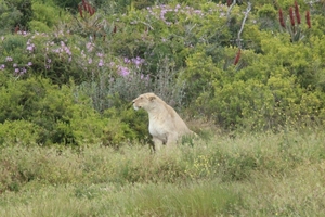 Garden Route Game Lodge