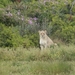 Garden Route Game Lodge