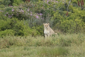 Garden Route Game Lodge