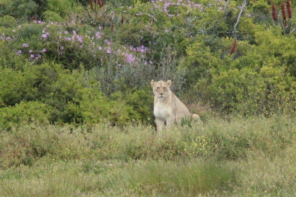 Garden Route Game Lodge