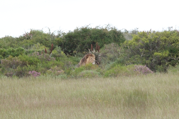 Garden Route Game Lodge