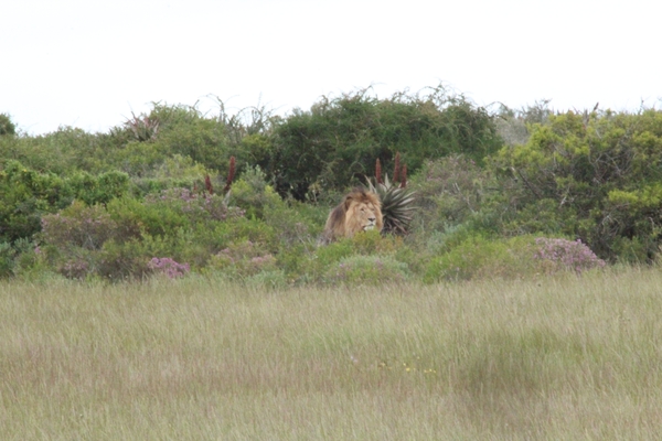 Garden Route Game Lodge