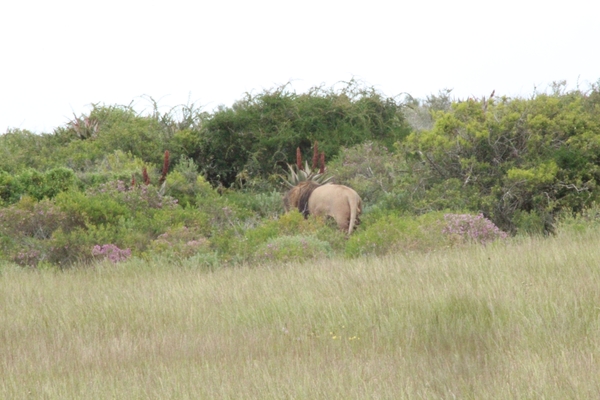 Garden Route Game Lodge