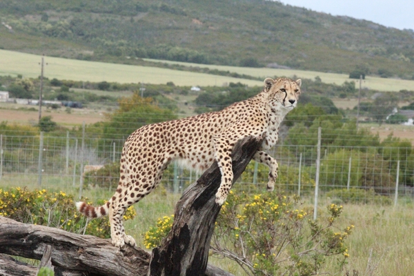 Garden Route Game Lodge