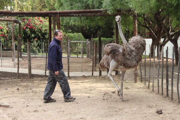 Cango Struisvogelboerderij