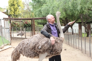 Cango Struisvogelboerderij