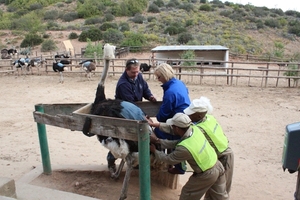 Cango Struisvogelboerderij