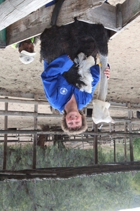 Cango Struisvogelboerderij