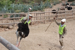 Cango Struisvogelboerderij