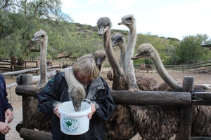 Cango Struisvogelboerderij