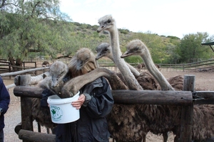 Cango Struisvogelboerderij