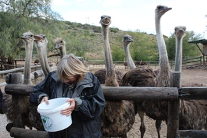 Cango Struisvogelboerderij