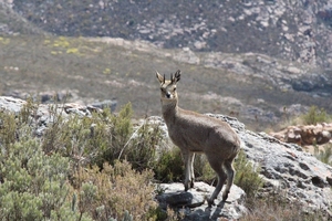 Swartbergpas