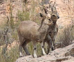 Swartbergpas