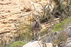 Swartbergpas