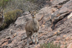 Swartbergpas